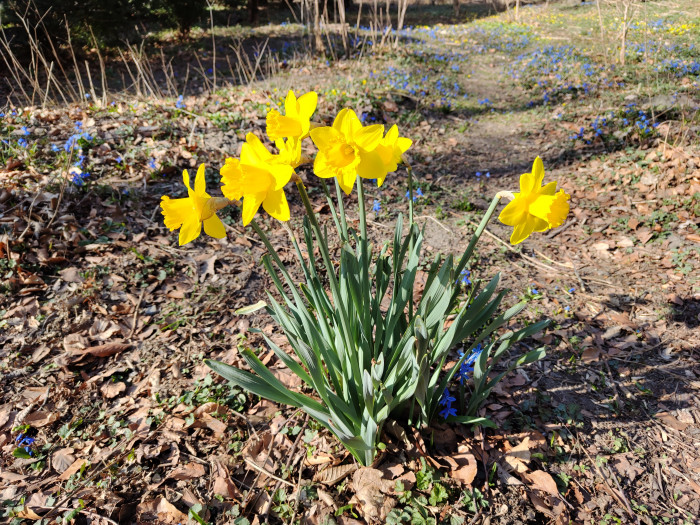 ... als beim Xiaomi 12X. (Bild: Tobias K&ouml;ltzsch/Golem.de)